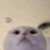 TikTok Account - yungi42