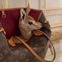 TikTok Account - iikivgr