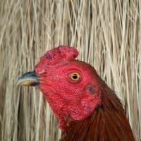 TikTok Account - khant96870