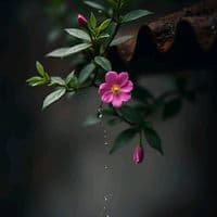 TikTok Account - nhac27s