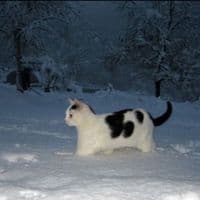 TikTok Account - wixosa