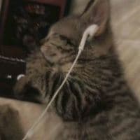 TikTok Account - lvncyofficial