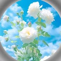 TikTok Account - sadabaharsong7