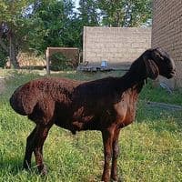 TikTok Account - leilegim