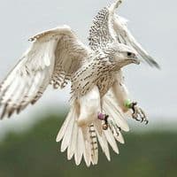 TikTok Account - abdurahmon2357