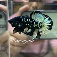 TikTok Account - cupangminori