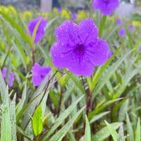 TikTok Account - gouv.hya