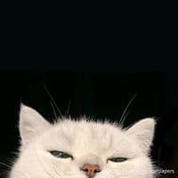 TikTok Account - taste_675