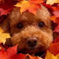 TikTok Account - mmatsu017