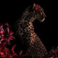 TikTok Account - xzxz_mk