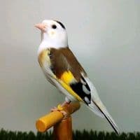 TikTok Account - sehre_tojikiston