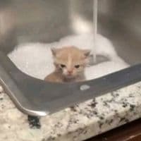 TikTok Account - rsst.lpi