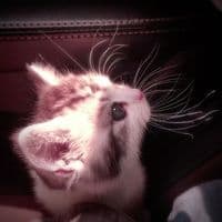 TikTok Account - kxm.xl