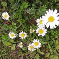 TikTok Account - annaafomina