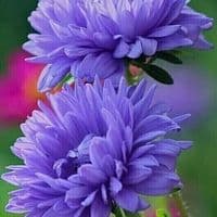 TikTok Account - user918470428