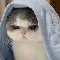 TikTok Account - simplefinds07