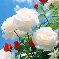 TikTok Account - user76139446180618