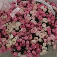 TikTok Account - usmanova_70