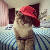 TikTok Account - ylccer