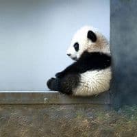 TikTok Account - quangson.ph