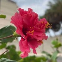 TikTok Account - _gm__98