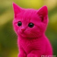 TikTok Account - saffiesesay675