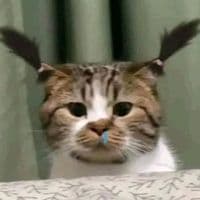 TikTok Account - mauxinoday