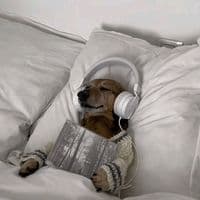 TikTok Account - iloveeee_music