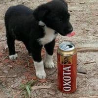 TikTok Account - dumbnastya