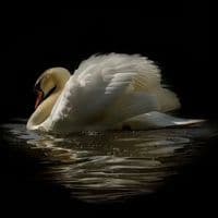 TikTok Account - gogo_hassani