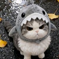 TikTok Account - akk232023