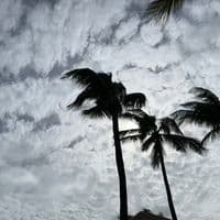 TikTok Account - shaysaung09