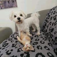 TikTok Account - izhakdavid773