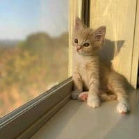 TikTok Account - mgmyo12345.com