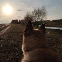 TikTok Account - saillarionov