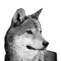 TikTok Account - x_aq_99