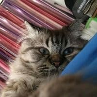 TikTok Account - guriko1985