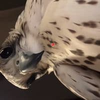 TikTok Account - sjj.ze