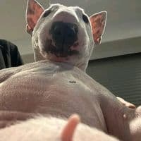 TikTok Account - piak_thaybanphaeo