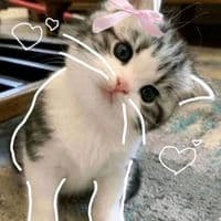 TikTok Account - joanebangasao