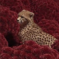 TikTok Account - meshalife