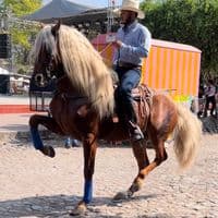 TikTok Account - juniorsc_o6