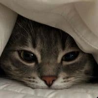 TikTok Account - kuu_sung