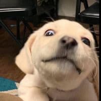 TikTok Account - banddz7