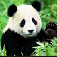 TikTok Account - pobi_panda