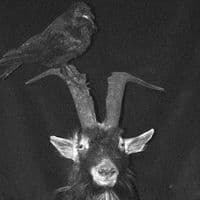 TikTok Account - sdan_murdered