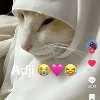 TikTok Account - adjifalldrap2
