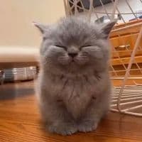 TikTok Account - franchiseeex