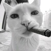 TikTok Account - cd_prim