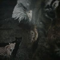 TikTok Account - perfectionism01